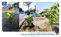 کاشت ۲۵۰ اصله درختچه پلومریا در بلوار شهدا