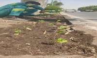 گل کاری و زیبا سازی سطح منطقه چهار