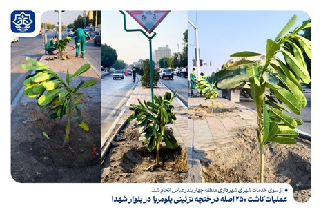 کاشت ۲۵۰ اصله درختچه پلومریا در بلوار شهدا