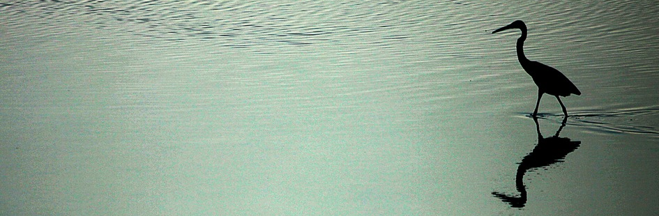 عکاس: امیرحسین خورگویی